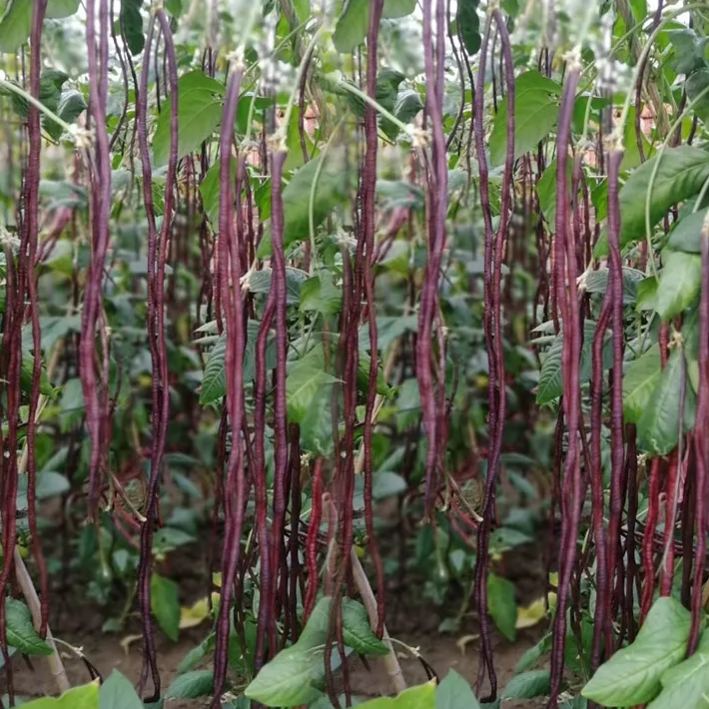 Purple Cowpea Seeds- Organic Purple Yardlong Bean Seeds