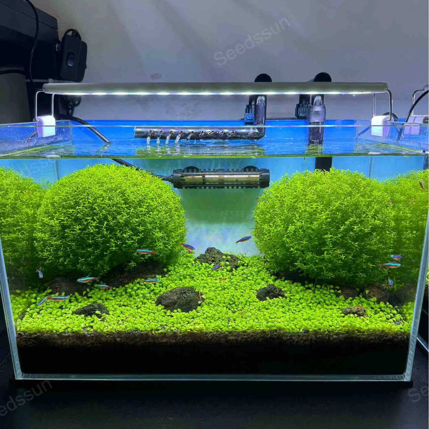 High Quality Water Grass Seeds