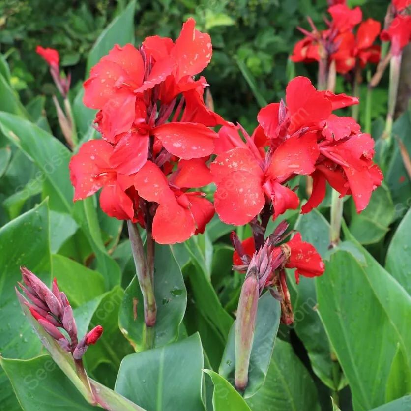 Canna Lily Bulbs - Australia