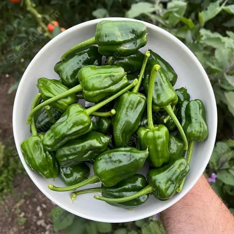 Pepper Padron Organic Seeds