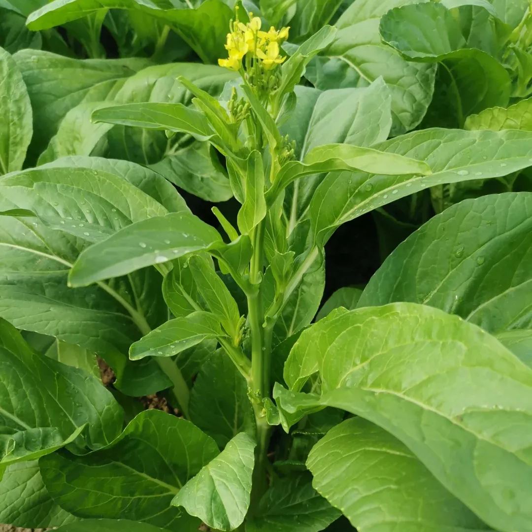 High Quality Choy Sum Seeds