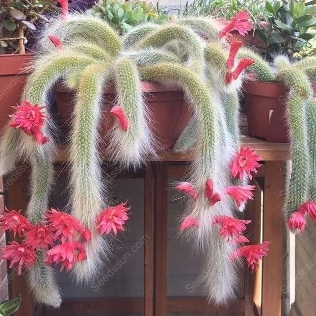 Monkey Tail Cactus Seeds