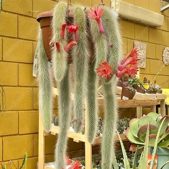 Monkey Tail Cactus Seeds