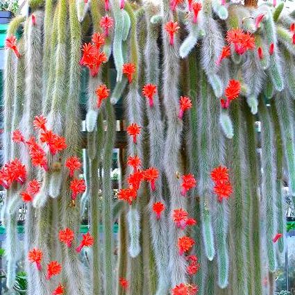 Monkey Tail Cactus Seeds