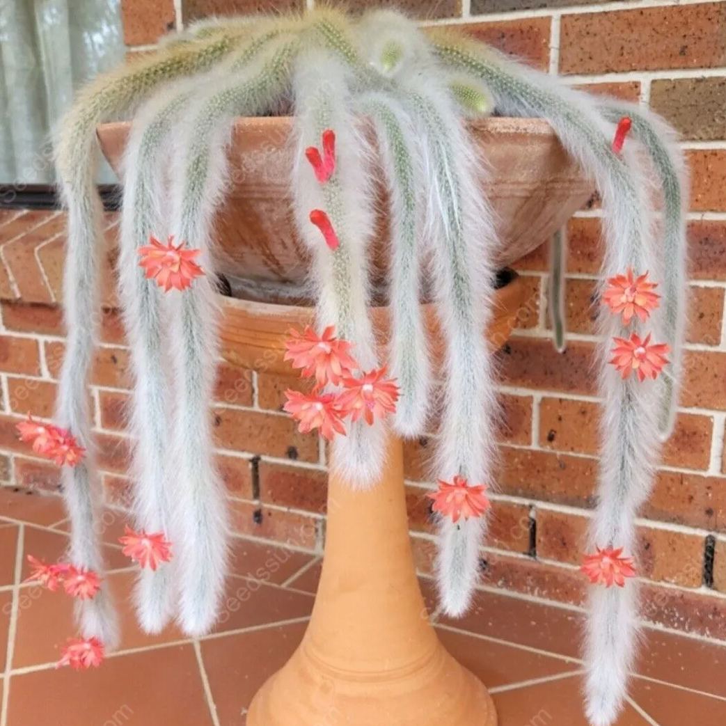 Monkey Tail Cactus Seeds