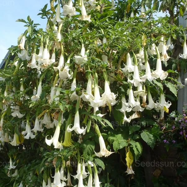Woody mandala-flowering balcony garden potted plant in all seasons