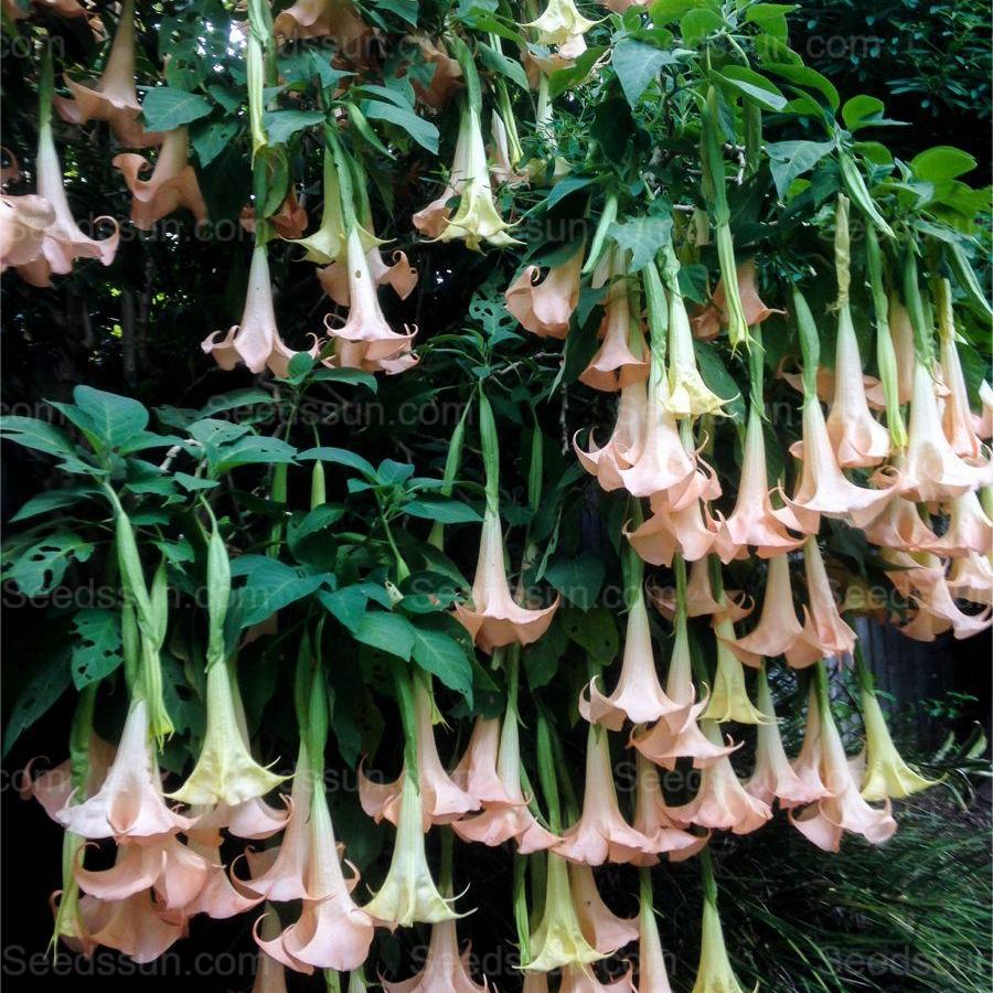 Woody mandala-flowering balcony garden potted plant in all seasons