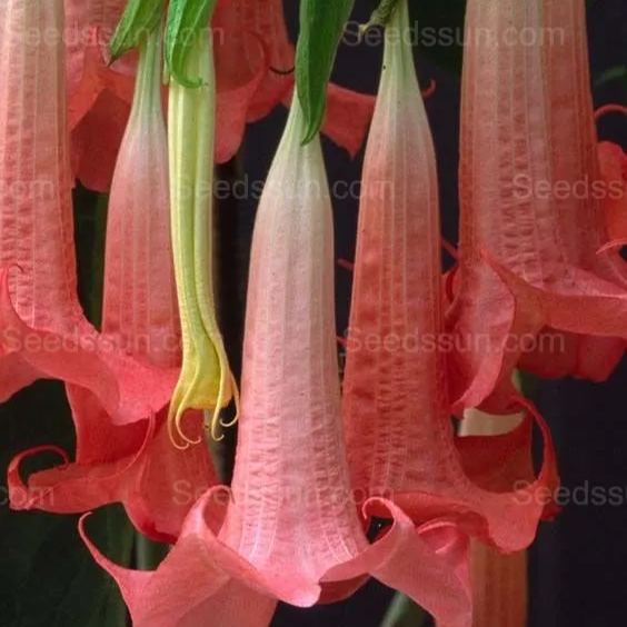 Woody mandala-flowering balcony garden potted plant in all seasons