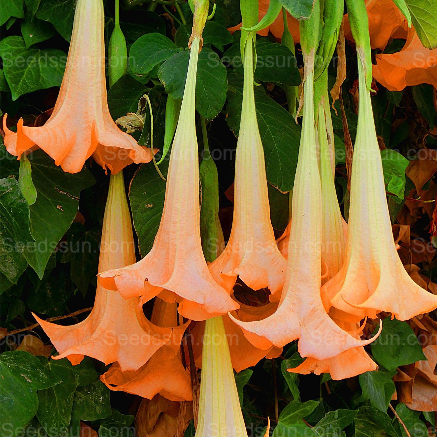 Woody mandala-flowering balcony garden potted plant in all seasons