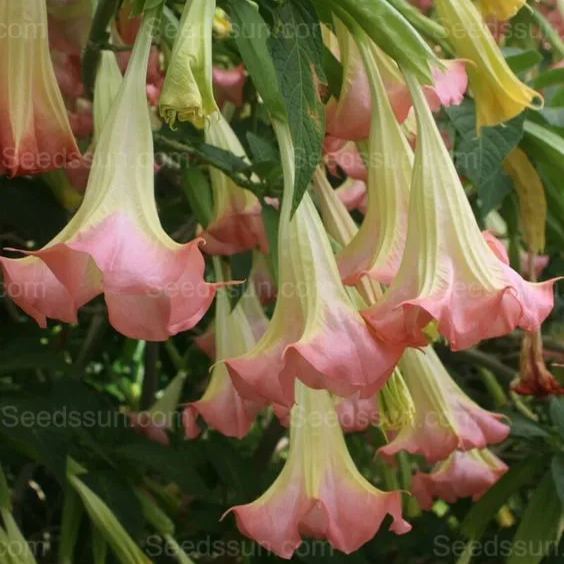 Woody mandala-flowering balcony garden potted plant in all seasons