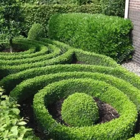 Box Hedge Plant Seeds