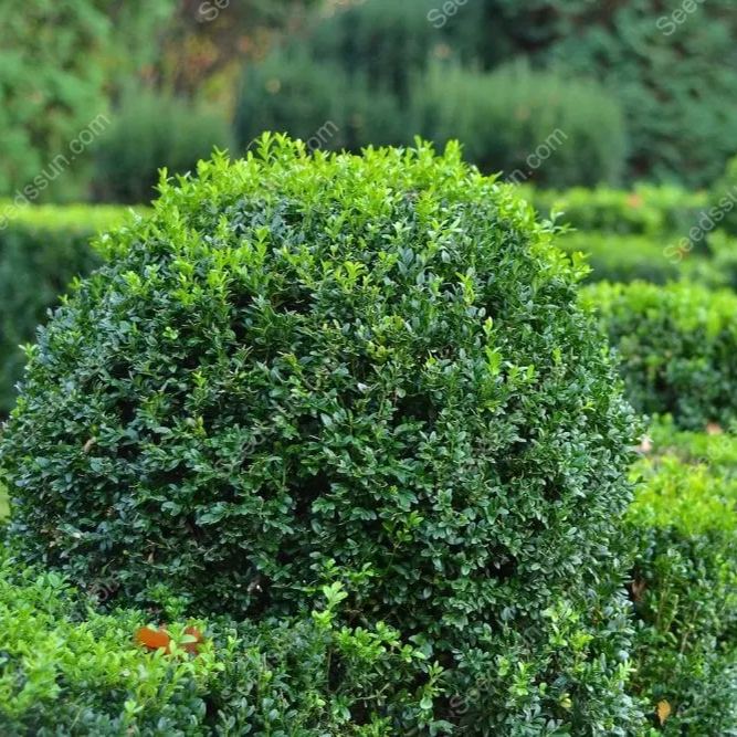 Box Hedge Plant Seeds
