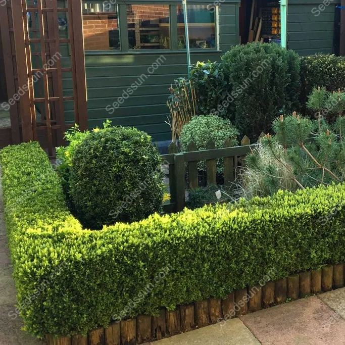 Box Hedge Plant Seeds