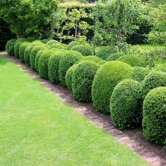 Box Hedge Plant Seeds