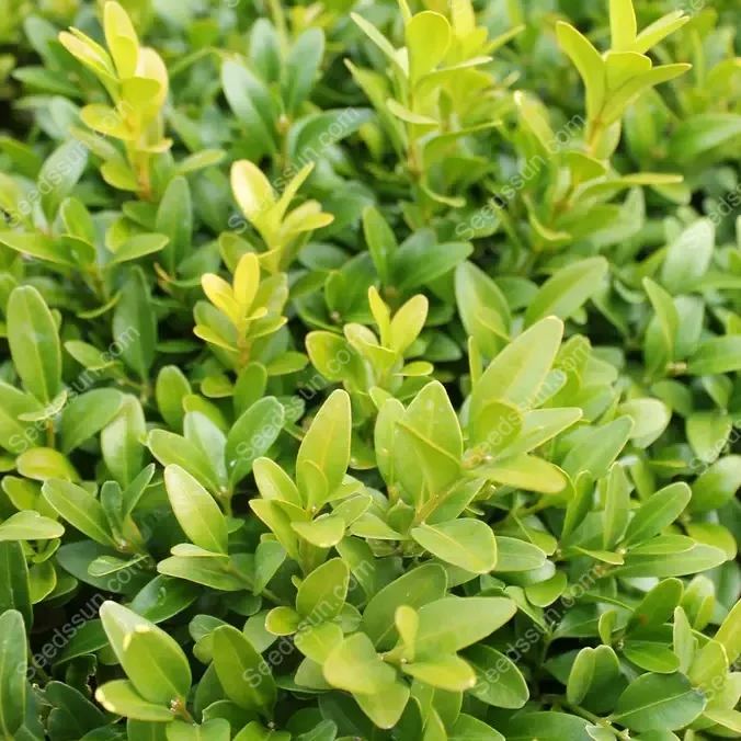 Box Hedge Plant Seeds