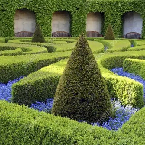 Box Hedge Plant Seeds