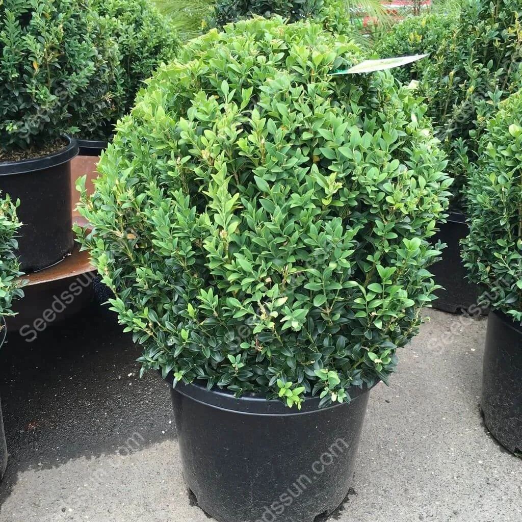 Box Hedge Plant Seeds