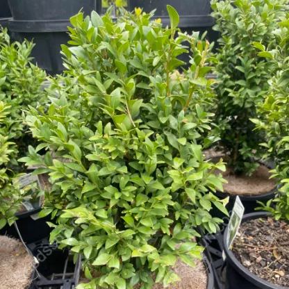 Box Hedge Plant Seeds