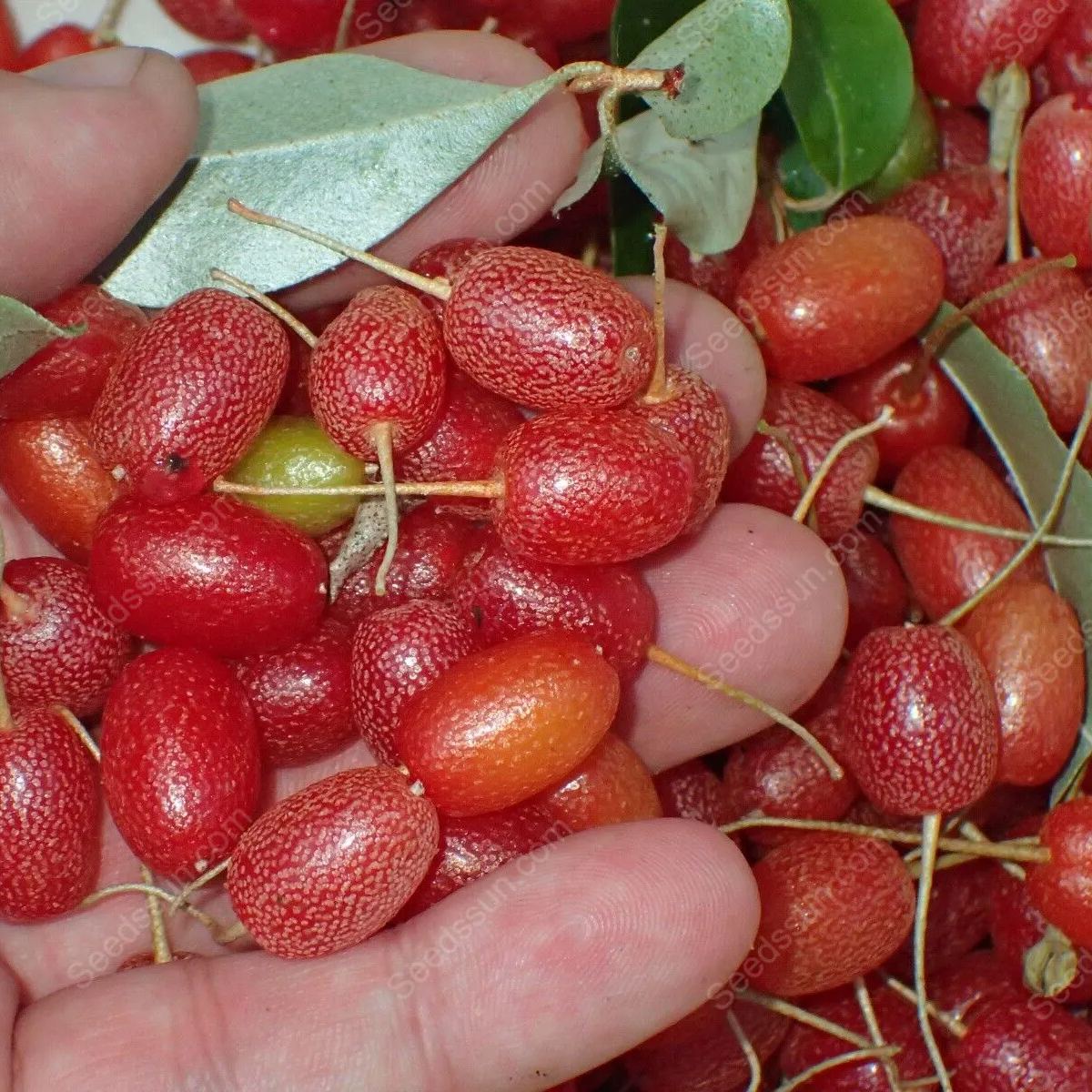 Denseflower Elaeaguns Fruit Seeds