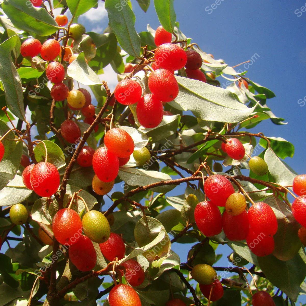 Denseflower Elaeaguns Fruit Seeds