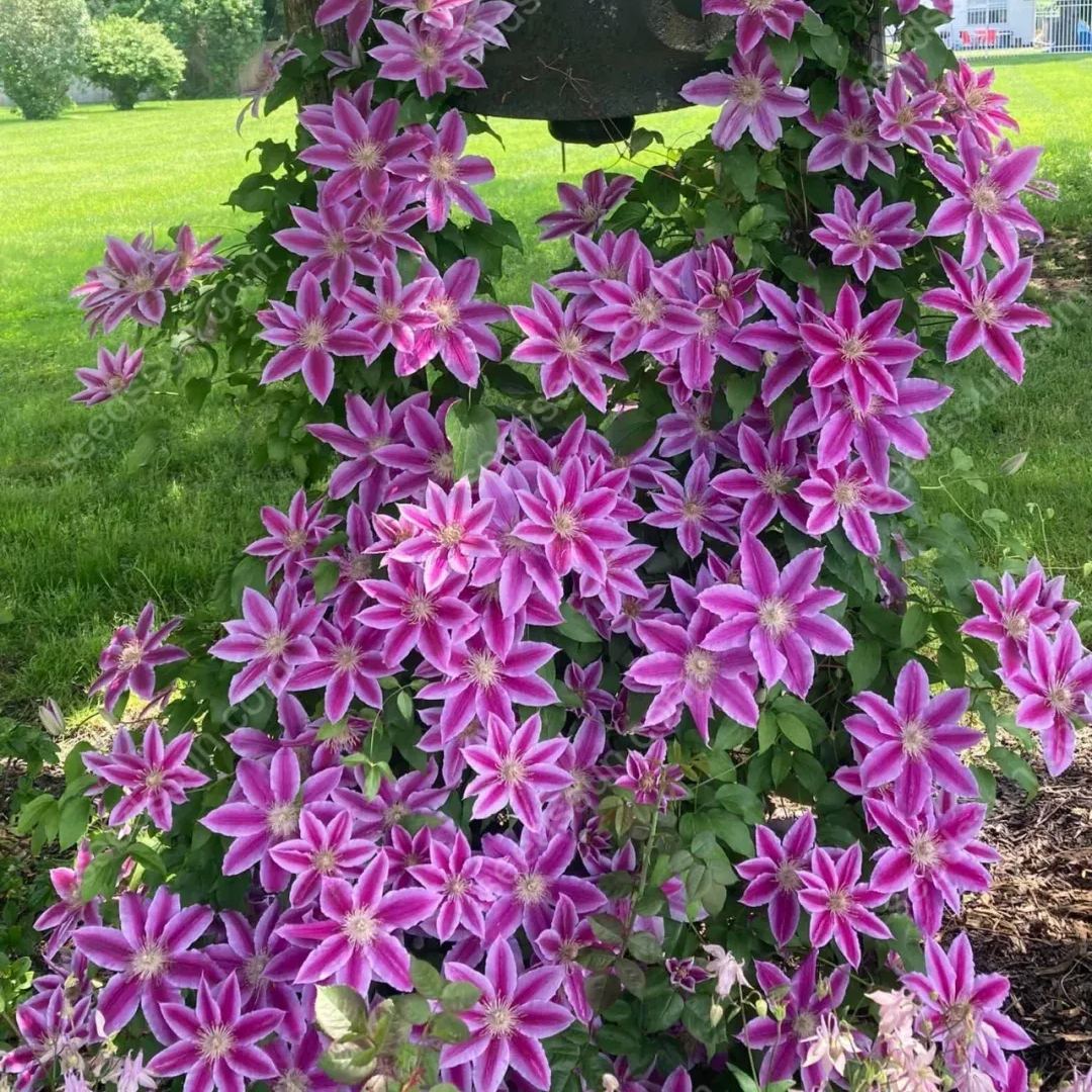 50 Pcs Clematis Flower Seeds Perennial Vines Climbing Clematis Plant Seed Garden Decoration