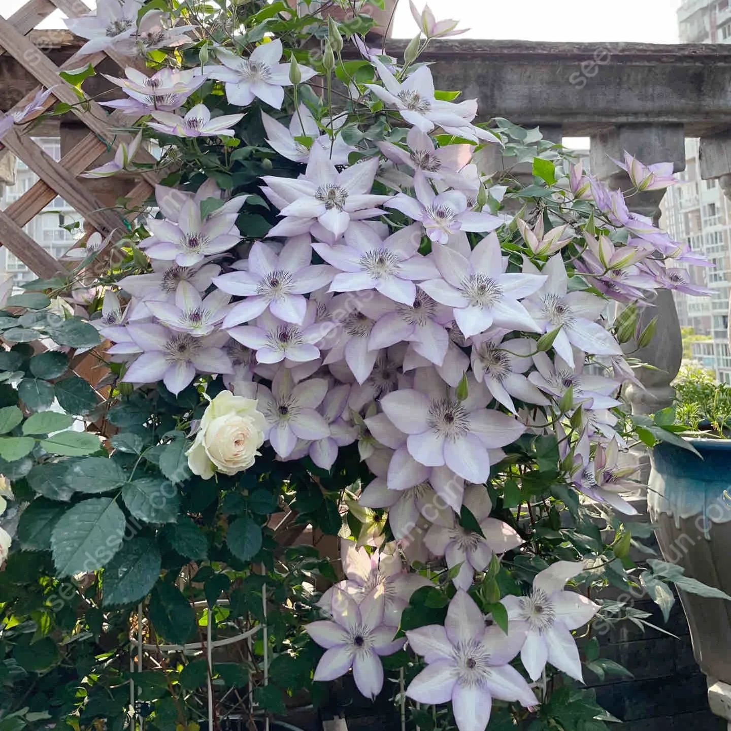 50 Pcs Clematis Flower Seeds Perennial Vines Climbing Clematis Plant Seed Garden Decoration