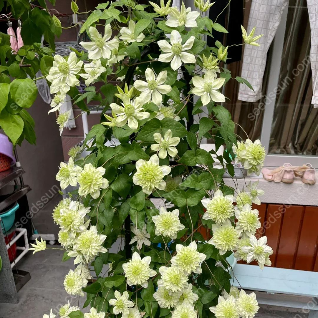 50 Pcs Clematis Flower Seeds Perennial Vines Climbing Clematis Plant Seed Garden Decoration