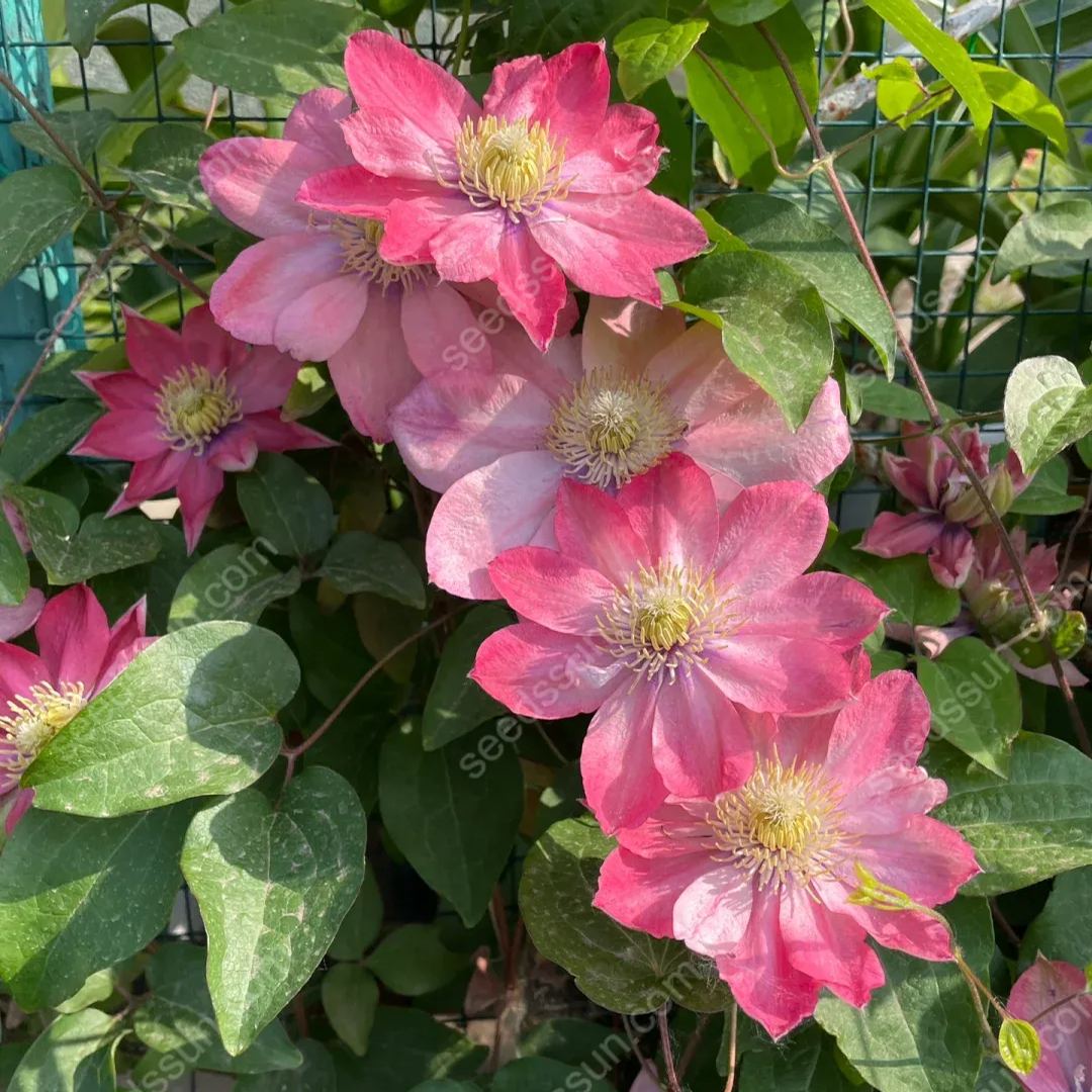 50 Pcs Clematis Flower Seeds Perennial Vines Climbing Clematis Plant Seed Garden Decoration