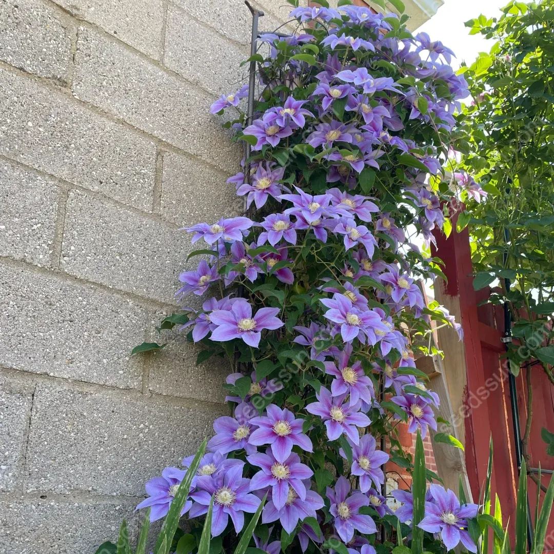 50 Pcs Clematis Flower Seeds Perennial Vines Climbing Clematis Plant Seed Garden Decoration