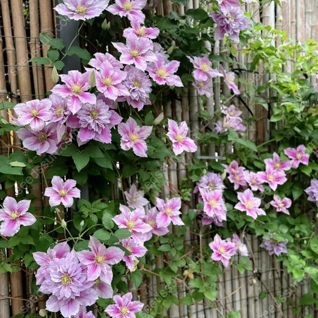 50 Pcs Clematis Flower Seeds Perennial Vines Climbing Clematis Plant Seed Garden Decoration