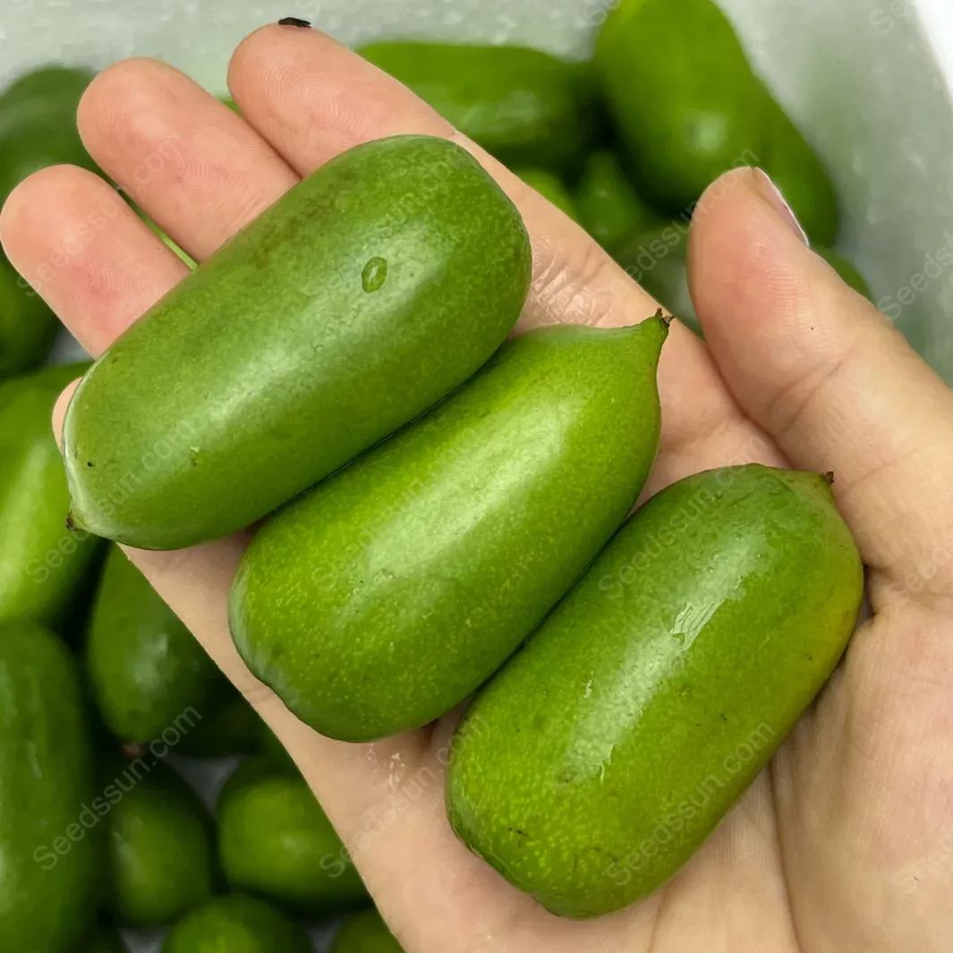 Actinidia Arguta Seeds