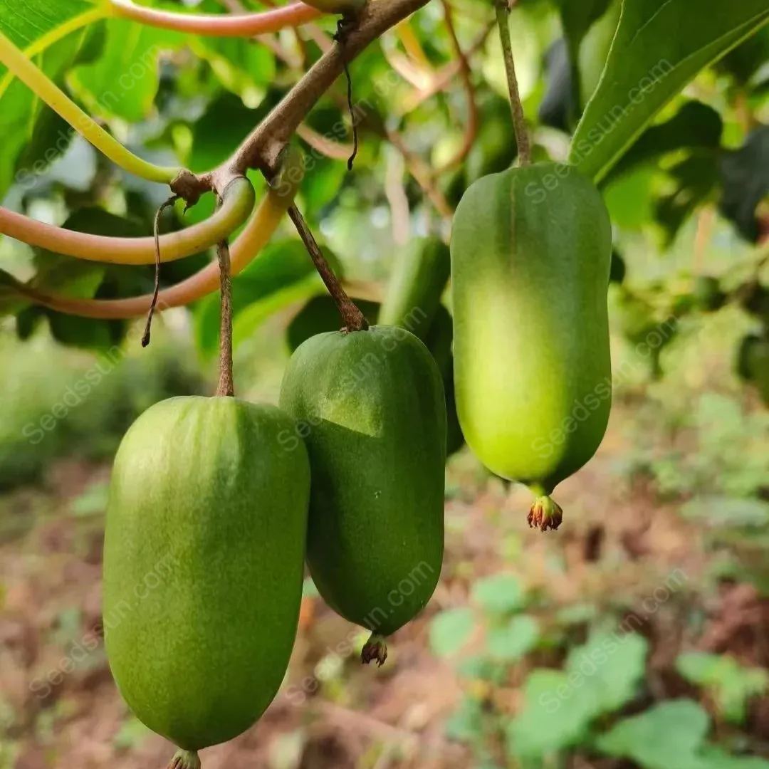 Actinidia Arguta Seeds