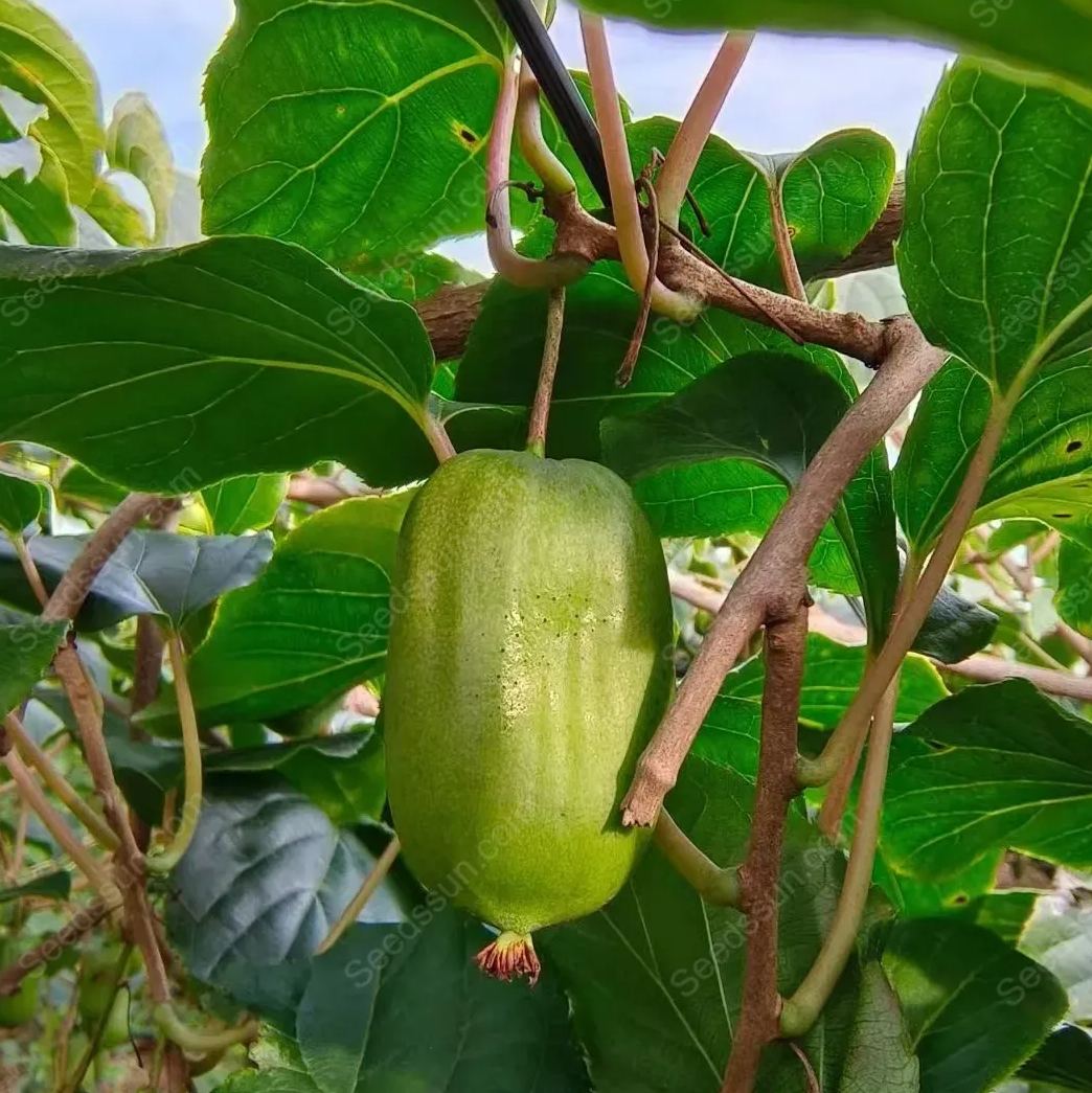 Actinidia Arguta Seeds