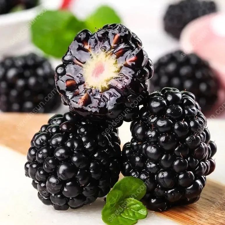 Giant Blackberry Seeds