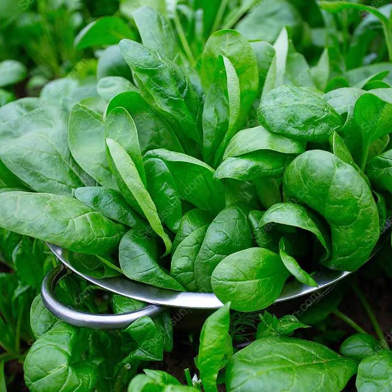 Large Leaf Spinach Seeds