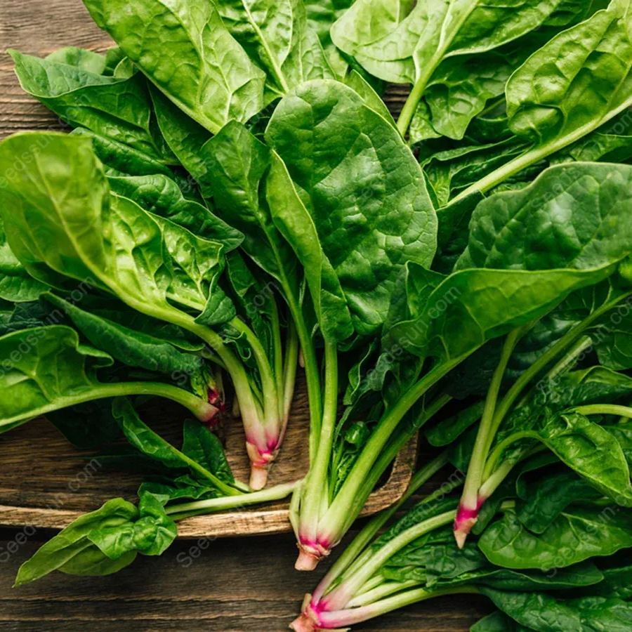 Large Leaf Spinach Seeds