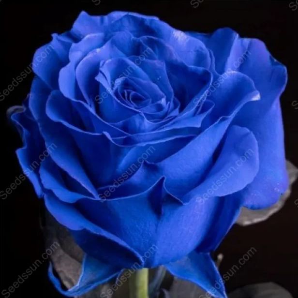 Sorceress Rose Seeds