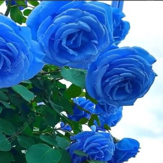 Sorceress Rose Seeds