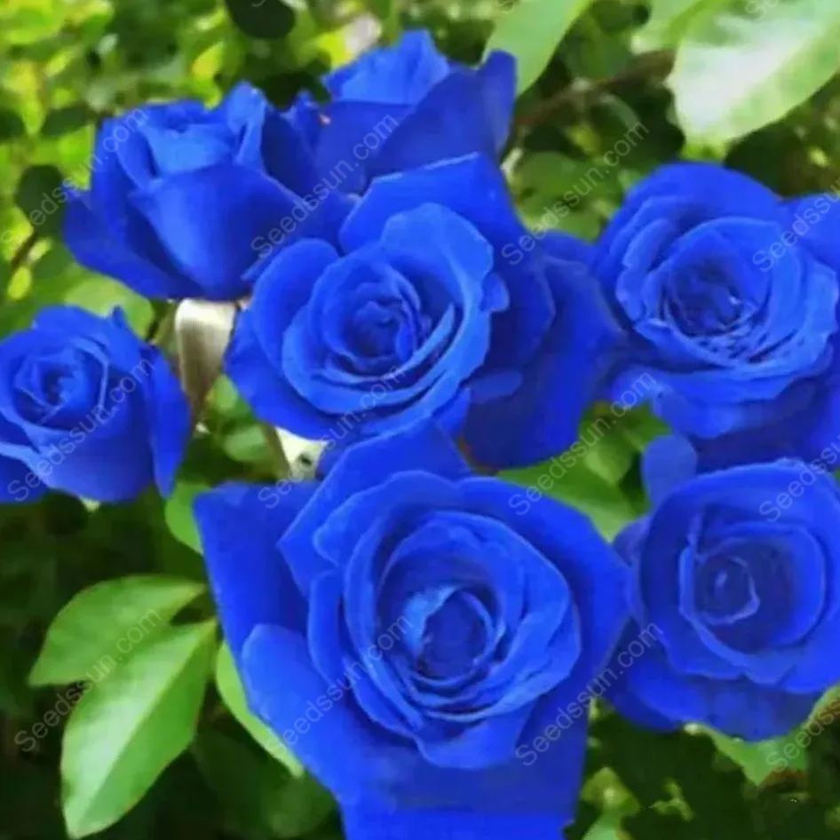 Sorceress Rose Seeds