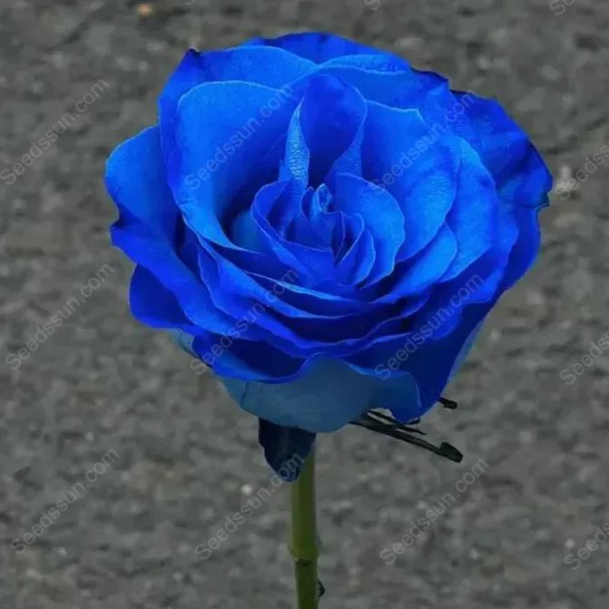 Sorceress Rose Seeds