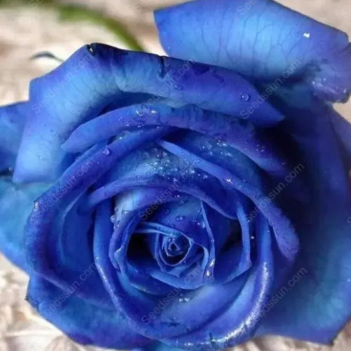 Sorceress Rose Seeds