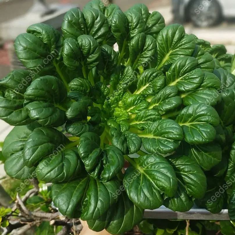 Brassica Rapa Var. Rosularis Seeds