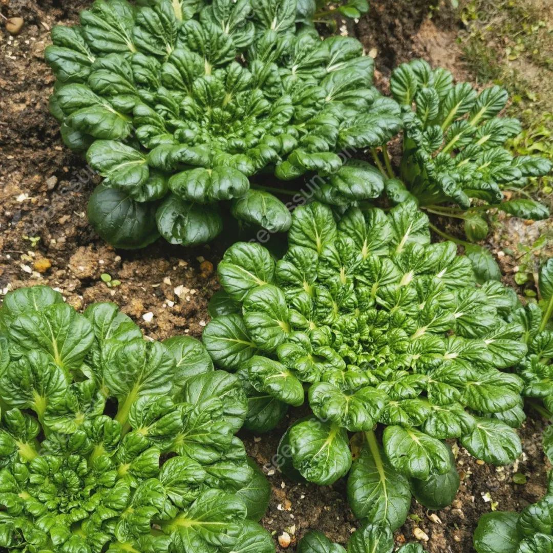 Brassica Rapa Var. Rosularis Seeds