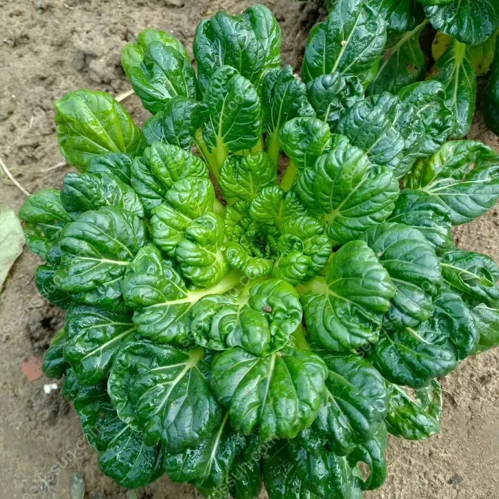 Brassica Rapa Var. Rosularis Seeds