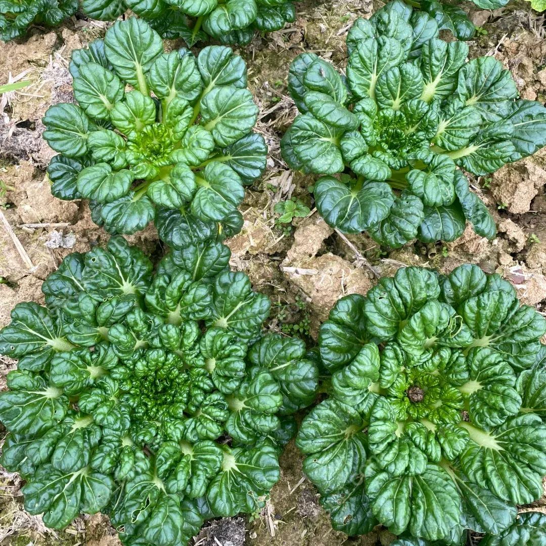 Brassica Rapa Var. Rosularis Seeds