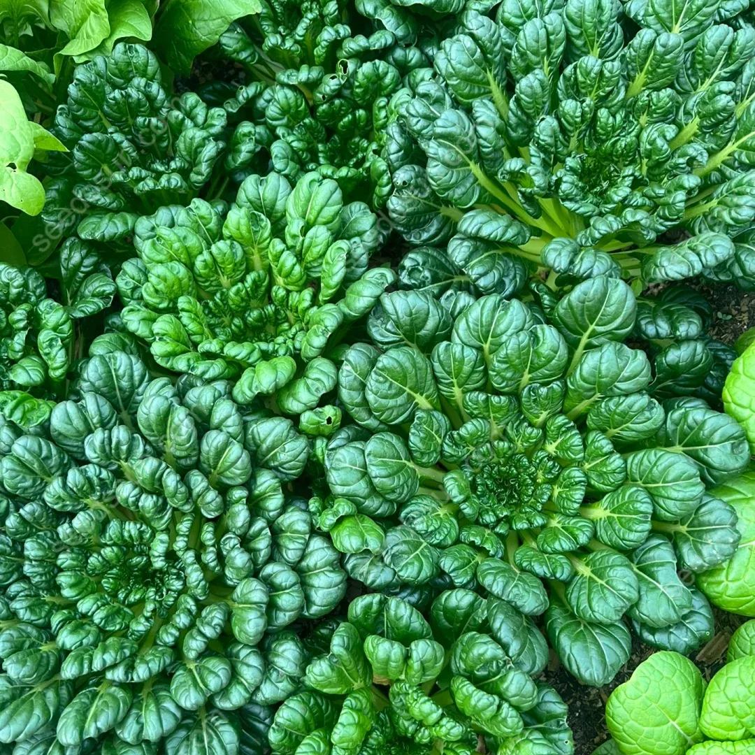 Brassica Rapa Var. Rosularis Seeds