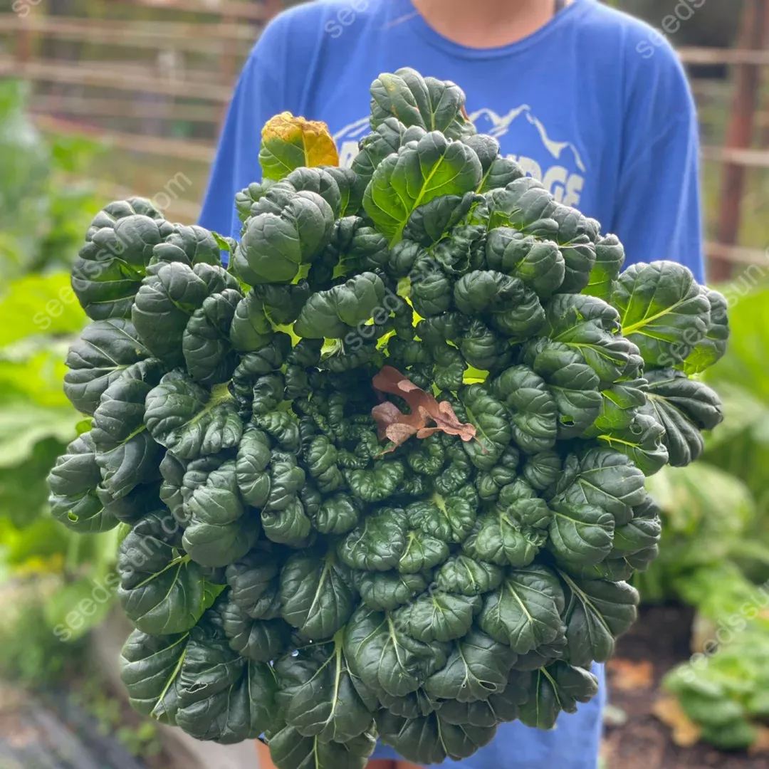 Brassica Rapa Var. Rosularis Seeds