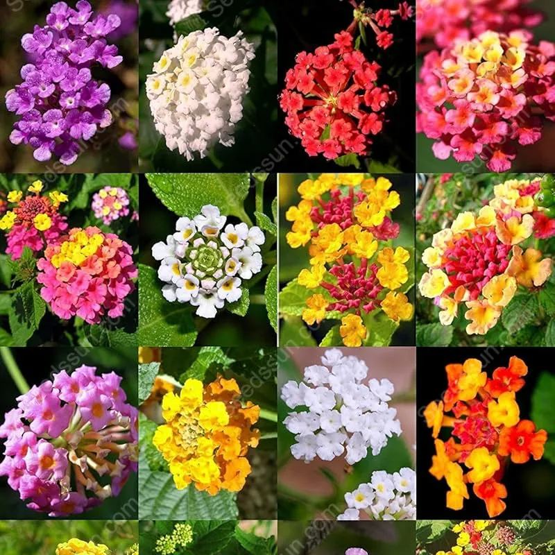 Lantana Passionfruit Seeds