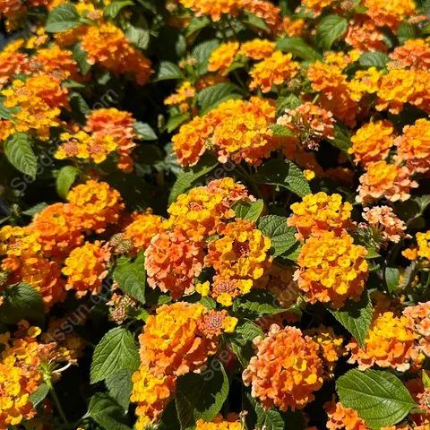 Lantana Passionfruit Seeds