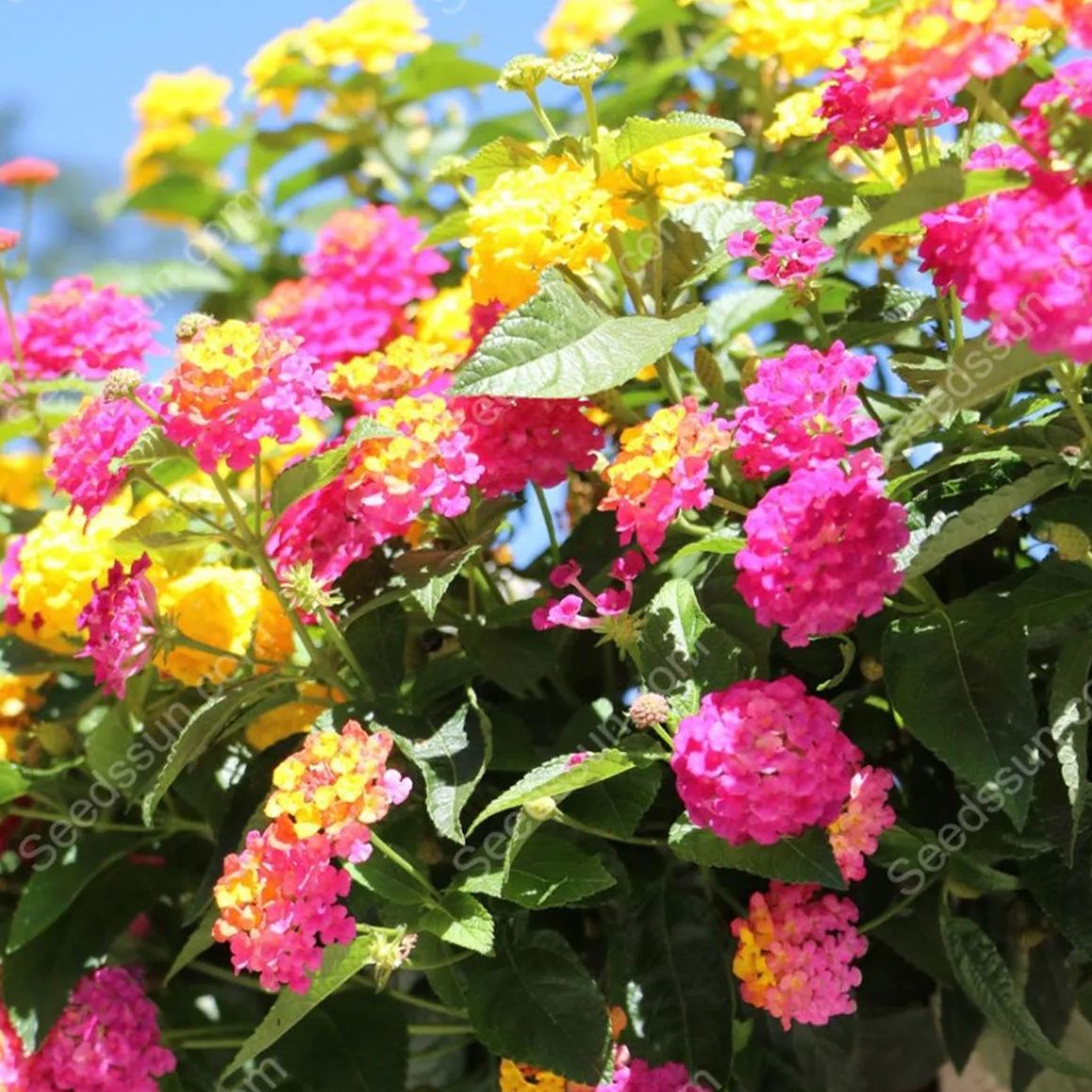 Lantana Passionfruit Seeds